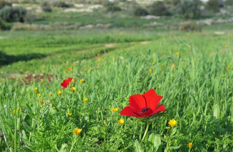 המרוץ אחר הפריחה…